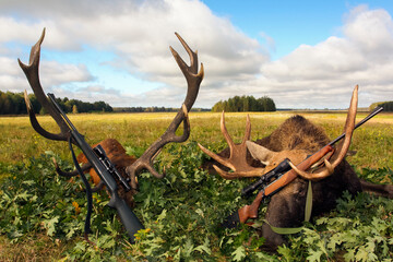 Traditional hunting trophies of moose and red deer with weapons after hunting in autumn.