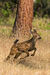 White-tailed deer fawn running and jumping