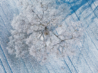 Drone shot of a frozen tree in deep winter in southern Bavaria, Germany