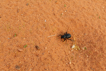 Käfer im Wadi Rum,eine geschützte Wüstenwildnis im südlichen Jordanien. Sie verfügt über beeindruckende Sandsteinberge, Sanddünen und Felsbögen.