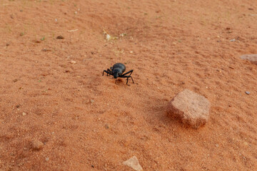 Käfer im Wadi Rum,eine geschützte Wüstenwildnis im südlichen Jordanien. Sie verfügt über beeindruckende Sandsteinberge, Sanddünen und Felsbögen.