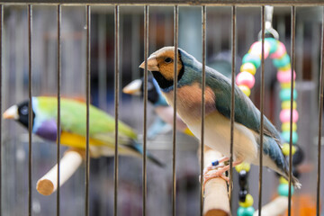 multiple golden finch birds in a cage