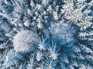 Top down drone shot of frozen tree tops in a winter wonderland forest in southern Bavaria, Germany	