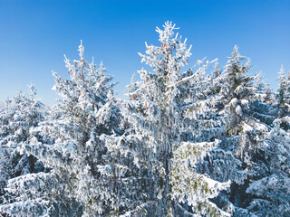 Frozen trees against a perfect blue sky in a winter wonderland in southern Bavaria, Germany