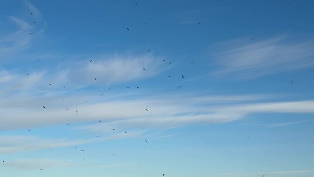Birds in the sky..