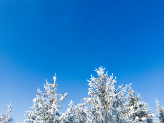 Frozen trees against a perfect blue sky in a winter wonderland in southern Bavaria, Germany