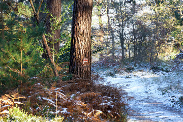 Saint-Mégrin forest road in Fontainebleau forest
