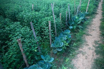 Cabbage is being harvested in vast field at Khirai, West Bengal, India. Cabbage, Brassica oleracea, is a leafy green biennial plant grown as an annual vegetable crop for its dense-leaved heads.