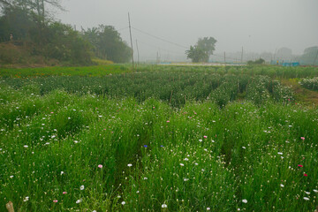 Multi-coloured aster flower garden of khirai, West bengal, India in full bloom. Huge cultivation of...