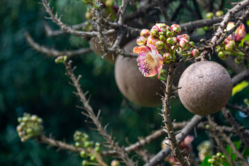 Couroupita guianensis, commonly know also known as the Cannonball tree as the fruit is spherical shaped with a woody shell, Mauritius