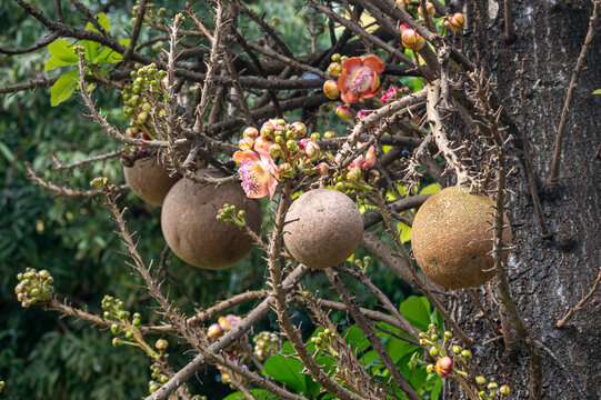Couroupita guianensis, commonly know also known as the Cannonball tree as the fruit is spherical shaped with a woody shell, Mauritius
