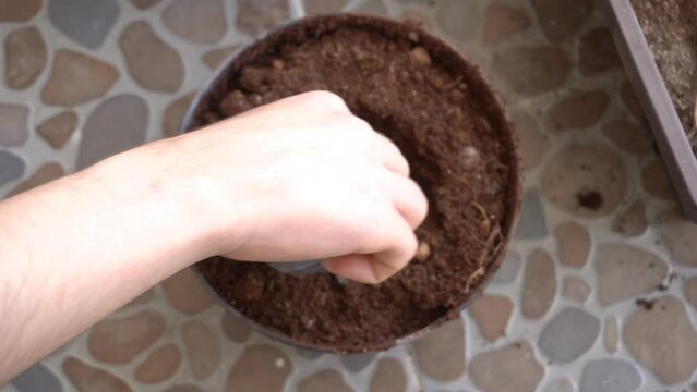 Cambiando de maceta a una planta, materiales reciclados como herramientas, reciclar, tres erres