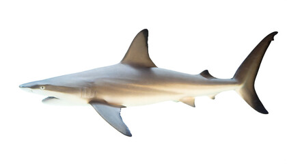 Obraz premium Hai isoliert auf weißen Hintergrund, Freisteller 