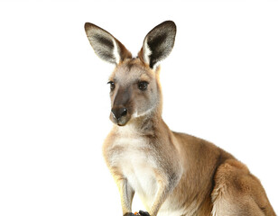 Känguru isoliert auf weißen Hintergrund, Freisteller 