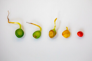 Seed of the Brazilian tree known as (Brazilwood) Paubrasilia echinata or Caesalpinia echinata, germinating in moist soil