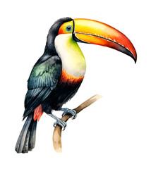 Obraz premium Toucan, watercolor clipart illustration with isolated background.