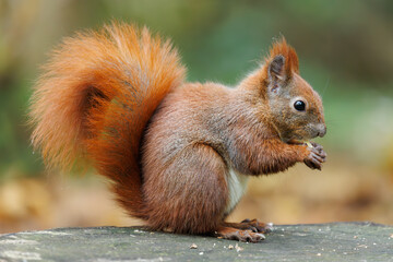 Cute young red squirrel in a natural park in warm morning light. Very cute animal, interesting about its surroundings, colorful, looking funny. Jumping and climbing trees, running, eating