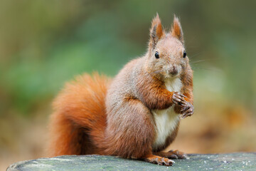 Cute young red squirrel in a natural park in warm morning light. Very cute animal, interesting about its surroundings, colorful, looking funny. Jumping and climbing trees, running, eating