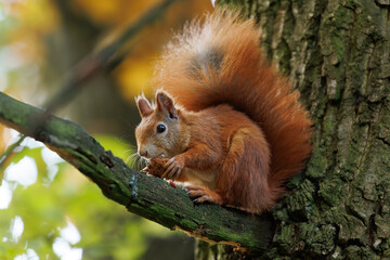 Cute young red squirrel in a natural park in warm morning light. Very cute animal, interesting about its surroundings, colorful, looking funny. Jumping and climbing trees, running, eating