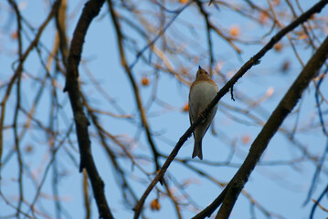 Female Brambling (Fringilla montifringilla) sitting on a tree branch in Zurich, Switzerland