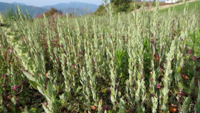 Abundant growth of Verbascum thapsus, the great mullein, in Himalayan meadows, Uttarakhand, India.