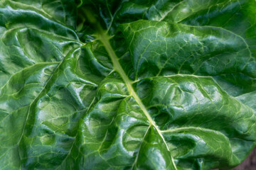 Green juicy leaf of fodder beet close-up.