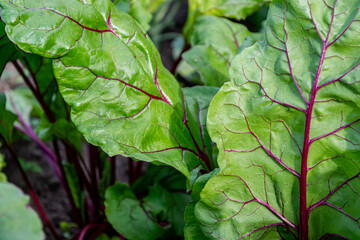 Green juicy leaves of table red beet in the vegetable garden close-up. Selective focus. Natural...