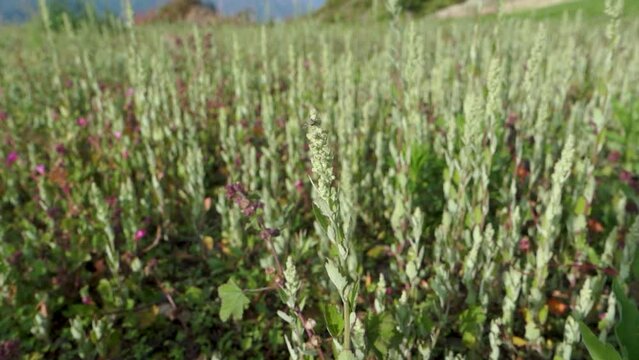 Abundant growth of Verbascum thapsus, the great mullein, in Himalayan meadows, Uttarakhand, India.