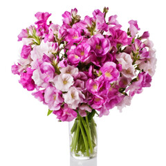 Obraz premium An arrangement of Matthiola (Stock) flowers in clear white glass vases signifies enduring beauty with purple and white blossoms.
