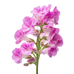 A bouquet of pink Matthiola (Stock) flowers, close-up view