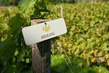 Riesling Grapes Sign on Fencepost in Vineyard