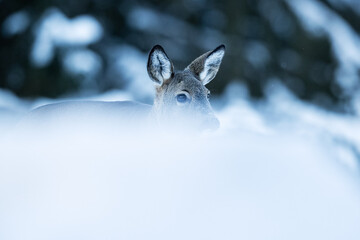 Roe deer in winter behind the snow