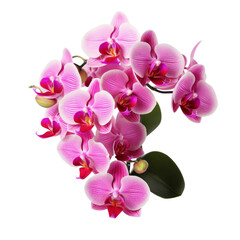  bouquet pink Cattleya Orchid: Mature charm