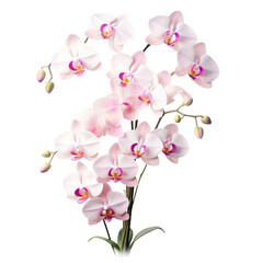 Naklejka na ściany i meble bouquet of Cattleya Orchids in white and pink.Mature charm.