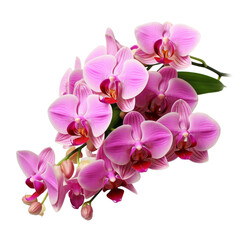 bouquet pink Cattleya Orchid: Mature charm