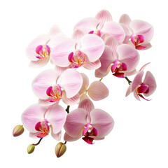Fototapeta na wymiar bouquet pink Cattleya Orchid: Mature charm 
