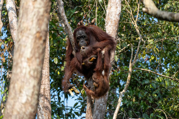 Orangutan in Borneo, Tanjung Puting National Park