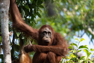 Orangutan in Borneo, Tanjung Puting National Park © Lluislc