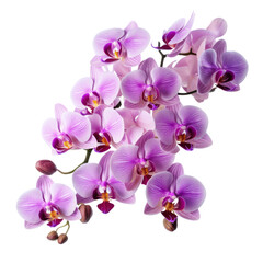Fototapeta na wymiar bouquet pink Cattleya Orchid: Mature charm (3)