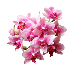  Cattleya Orchid bouquet in shades of purple, white, and pink symbolizes the beauty of growth and blooming.