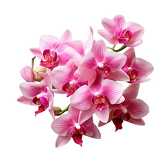 Obraz premium Cattleya Orchid bouquet in shades of purple, white, and pink symbolizes the beauty of growth and blooming.