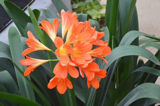 Orange clivia flowers. Type of flowering plants of the lily variety. Decorative flowers in the greenhouse.