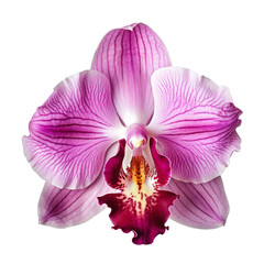 ข้อความในย่อหน้าของคุณ - close-up view.Cattleya Orchid in shades of purple, white, and pink.