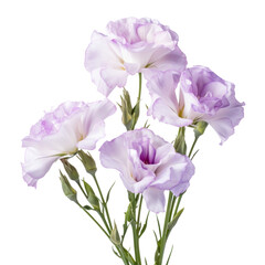 Obraz premium Eustoma (Lisianthus): Appreciation and charisma (3)
