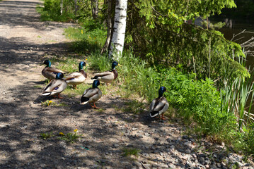 Ducks near the pond on a sunny summer day, birds in the city, ecology, feeding wild ducks, walking with children, park, lake