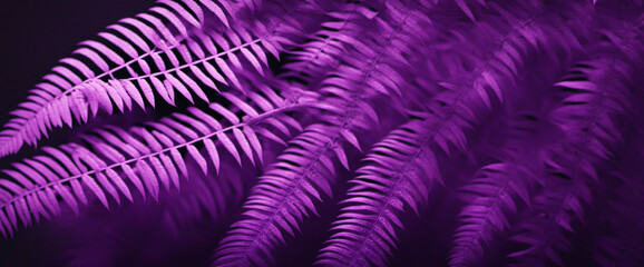 Beautiful dark purple nature background. Fern leaves. Toned frond background for design. Web banner. Website header. Exotic plants. Close-up.