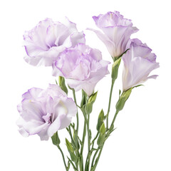 - Eustoma (Lisianthus): Appreciation and charisma (2)