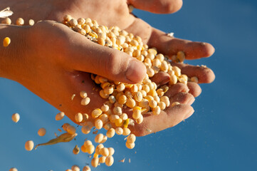 Human hands pouring soy beans