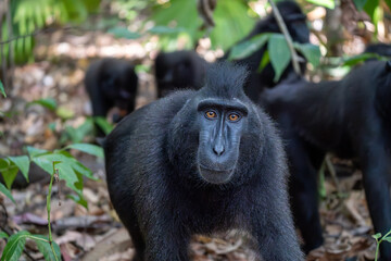 Celebes black crested macaque, Sulawesi, Tangkoko National Park.