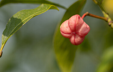 European spindle or common spindle (Euonymus europaeus) pink and orange fruits. Spindle pink fruits.
